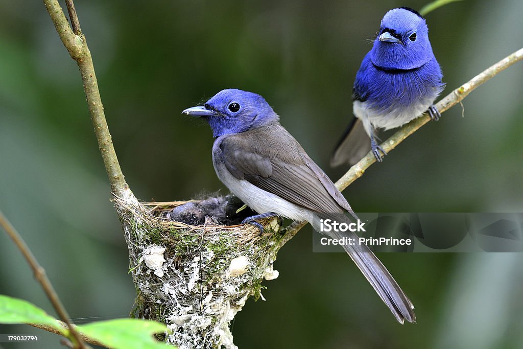 Black-naped Monarch or blue flycatcher Black-naped Monarch or black-naped blue flycatcher, hypothymis azurea, asian paradise flycatcher, guarding its chicks in the nest, mother day Asia Stock Photo
