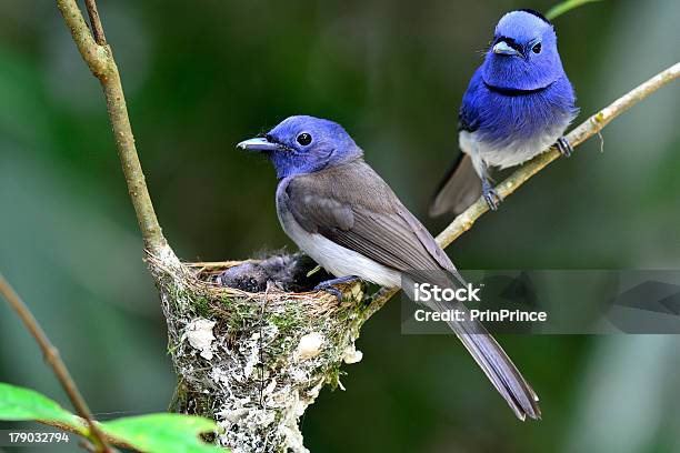 Blacknaped Monarch Or Blue Flycatcher Stock Photo - Download Image Now - Asia, Bird, Bird's Nest