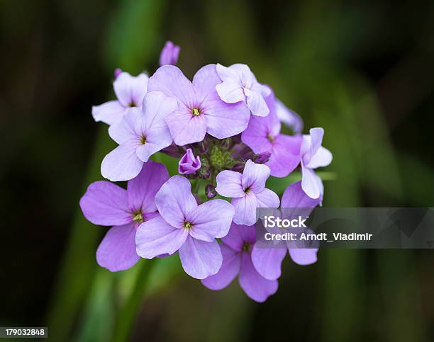 Flores De Hesperis Matronalis - Fotografias de stock e mais imagens de Cabeça de Flor - Cabeça de Flor, Cor Viva, Cor de rosa