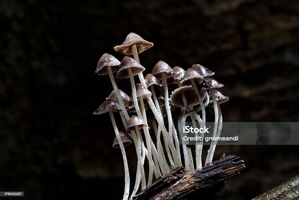 Waldpilzen - Lizenzfrei Erdreich Stock-Foto