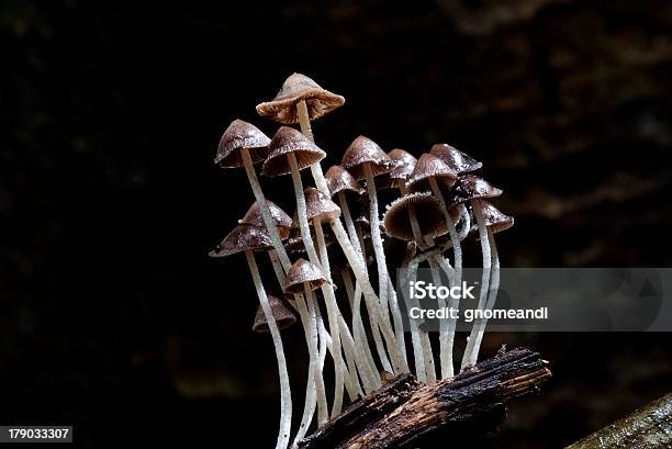 Waldpilzen Stockfoto und mehr Bilder von Erdreich - Erdreich, Fotografie, Gemüse