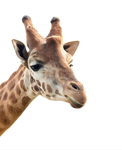 istock Portrait of a giraffe 179033464