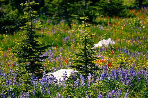alpine wildflowers