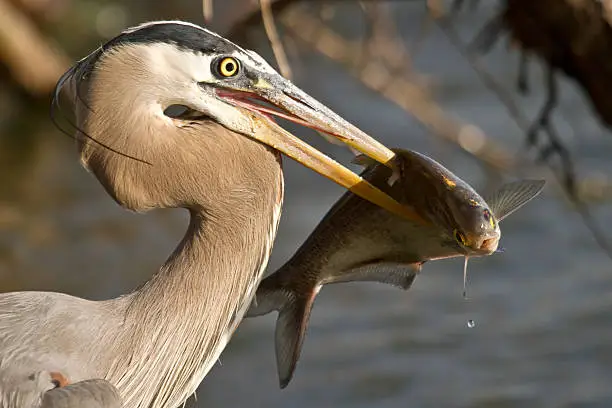 A Great Blue Heron holds a freshly caught fish in its beak, with the James River softly focused in the background.
