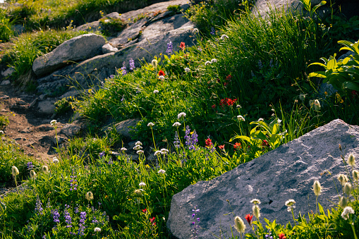 alpine wildflowers