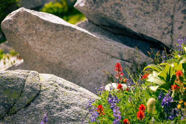 Free Stock Photo of Red Flower on Pile of Rocks | Download Free Images ...