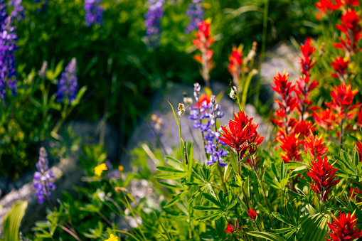 alpine wildflowers