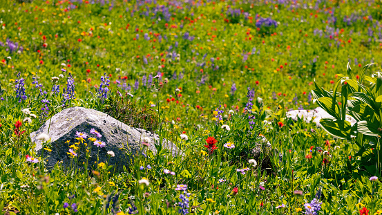 alpine wildflowers