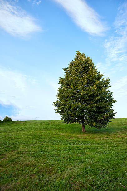 istock Lonely tree at Laz Anderson Park, Boston 179033921
