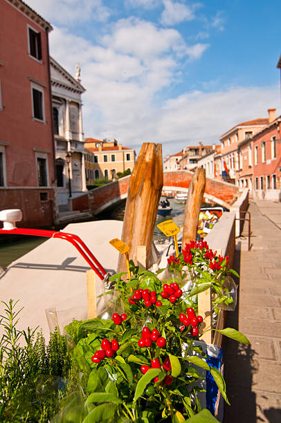 istock Venice Italy red chili pepper plant 179033997