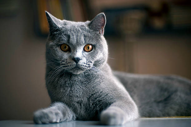 istock Cat breed British Shorthair Blue 179034355