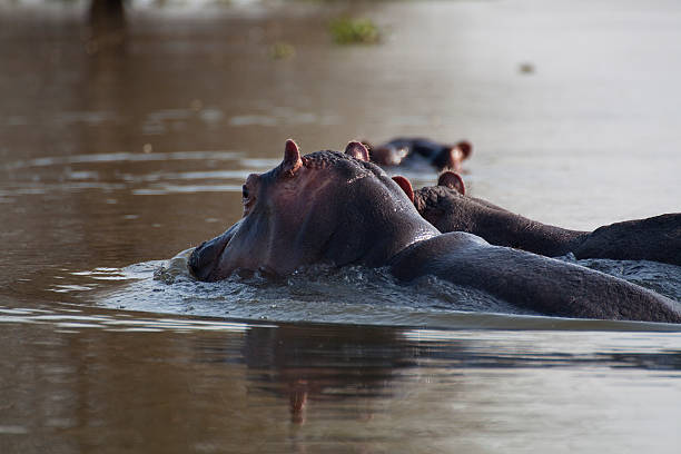 istock African hippopotamus (Hippopotamus amphibius) in Kenya 179034644