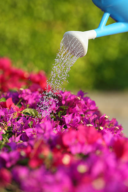 istock Water can watering a beautiful pink flowers 179034726
