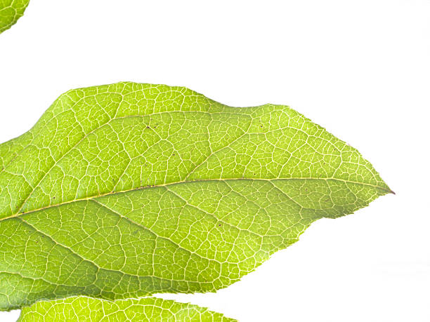 istock Closeup of Veins on Green Leaf White Background 179034729
