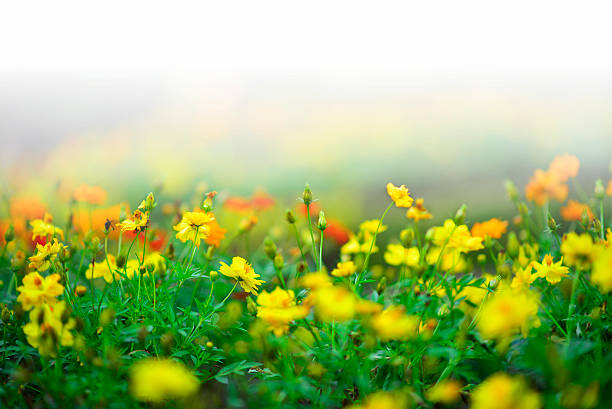 istock Colorful flower in the beautiful garden 179034766