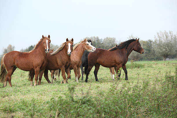 istock Batch of horses on autumn pasturage 179034885