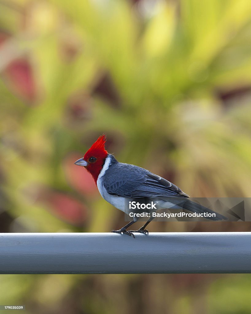 Cresta roja cardinal en valla en Kauai - Foto de stock de Aire libre libre de derechos