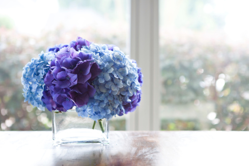 Blue and purple hydrangeas sit in glass vase on wooden dining table