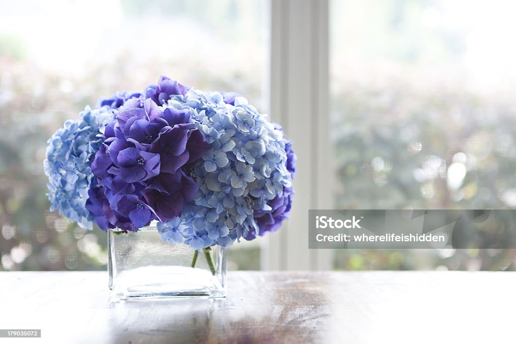 Hydrangeas храниться в стеклянных ваза с обеденным столом у окна - Стоковые фото Синий роялти-фри