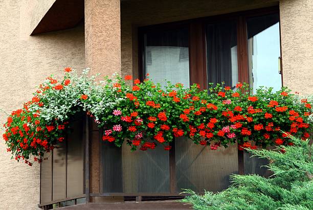 istock red geranium as decoration of balcony 179035382