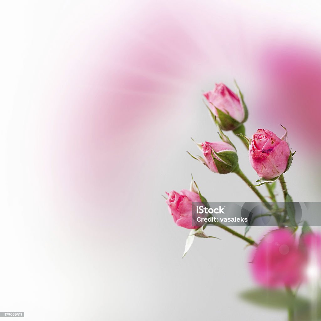 Composizione con rose - Foto stock royalty-free di Cartolina di auguri