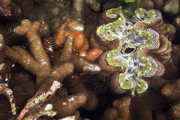 istock Giant clam at Surin island 179036253