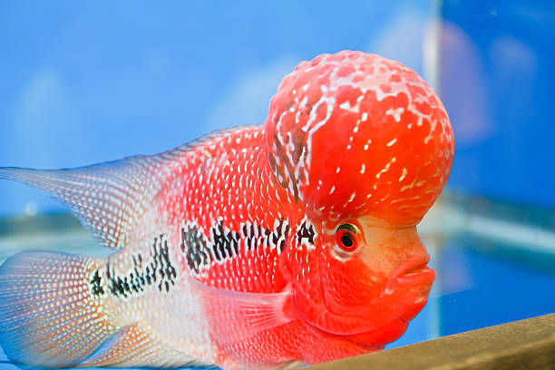 istock Flowerhorn Cichlid fish in the aquarium 179036286