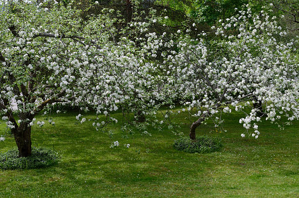 istock two apple trees blooming in the garden 179036778