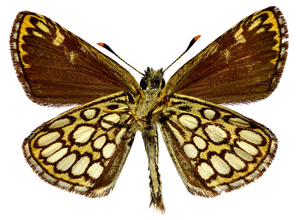 istock Isolated Large Chequered Skipper butterfly 179036836
