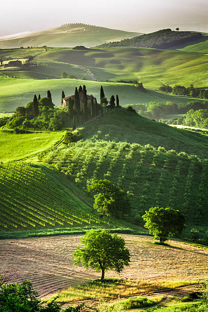 ファームのオリーブの木立とブドウ園 - siena province tuscany italy fog ストックフォトと画像