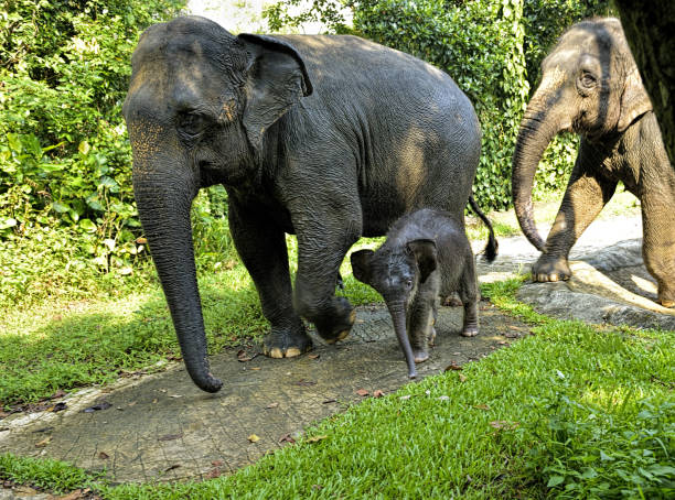 istock Asia elephants walking in the park 1790370009