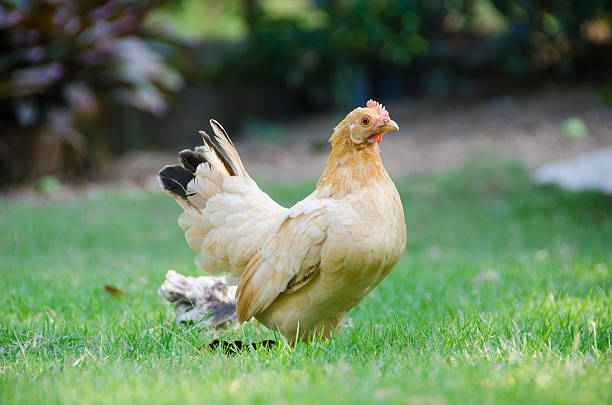 istock Hen close up on the farm, green grass background 179037010