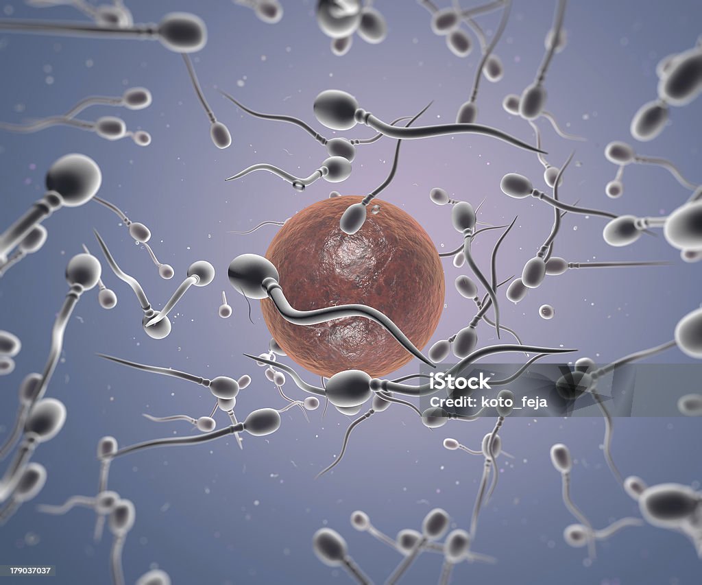 Spermatozoi e cellula - Foto stock royalty-free di Accoppiamento