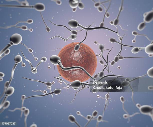 Esperma E Oócitos - Fotografias de stock e mais imagens de Anatomia - Anatomia, Azul, Biologia