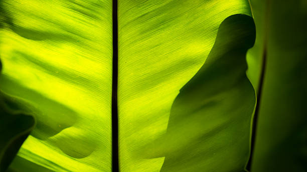 istock back of bird's nest fern leaf 179037085