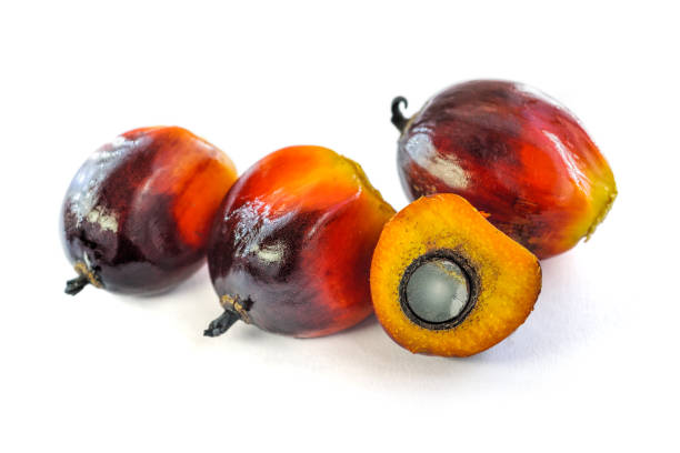 istock Palm oil seeds isolated on white background. 1790371364