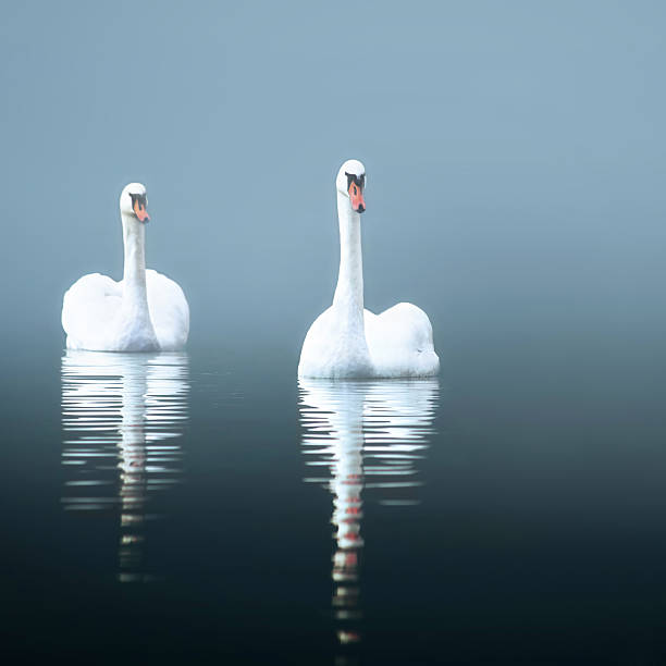 istock Swans in the misty lake 179037194