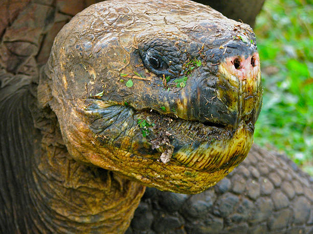 istock A Face Only a Mother Could Love 179037202