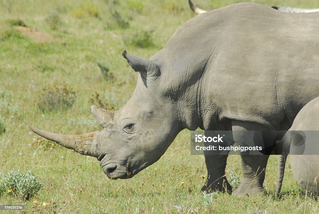 Grasen Rhino - Lizenzfrei Bedrohte Tierart Stock-Foto