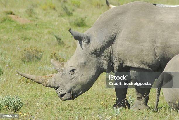 Grasen Rhino Stockfoto und mehr Bilder von Bedrohte Tierart - Bedrohte Tierart, Dickhäuter, Fotografie