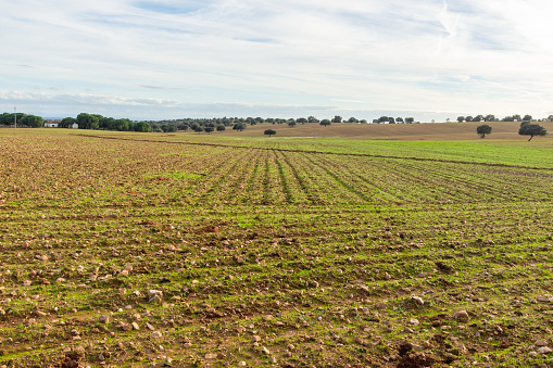 ploughed field under a blue sky 