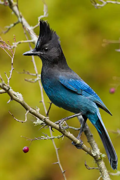 Steller's Jay (Cyanocitta stelleri) is a large, dark jay of evergreen forests in the mountainous West.