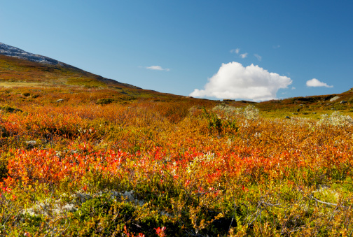 Autumn in Norwegian mountains (Fondsbu, Jotunheimen) with vegetation turning to shades of yellow and red.