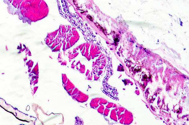 istock micrograph of insects body cross section, moth caterpillar 179038060