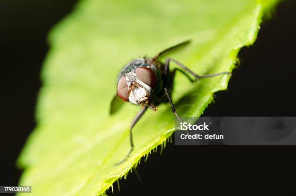 플라이에는 녹색 잎 0명에 대한 스톡 사진 및 기타 이미지 - 0명, 감각 지각, 겹눈