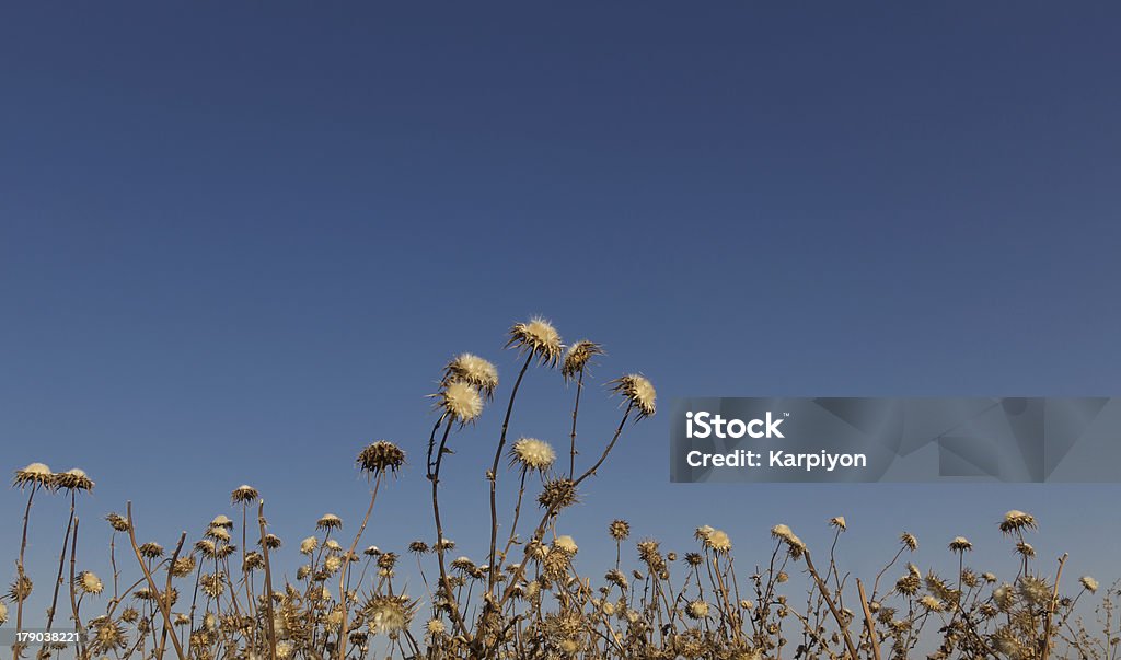 Épines avec des fleurs sur le ciel bleu - Photo de Arbre libre de droits