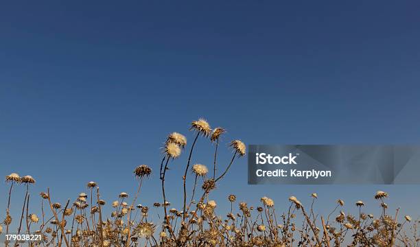 Foto de Espinhos Com Flores Contra O Céu Azul e mais fotos de stock de Afiado - Afiado, Amarelo, Arbusto espinheiro