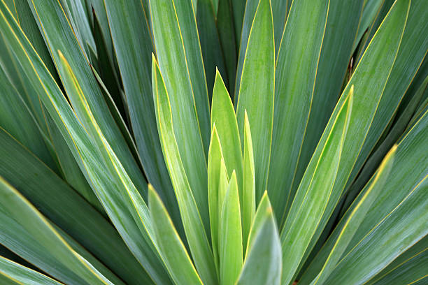 sisal in the wild