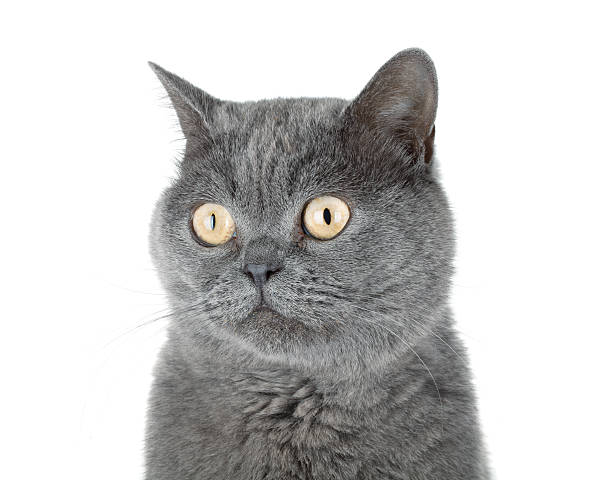 istock Closeup portrait of a grey cat 179038691