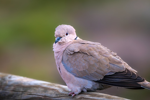 Beautiful white dove, also called Eurasian collared dove or ring-necked dove (Streptopelia capicola) on Fuerteventura, Spain.